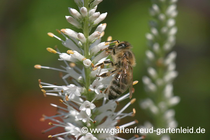 Veronicastrum virginicum – Virginischer Arzneiehrenpreis mit Honigbiene