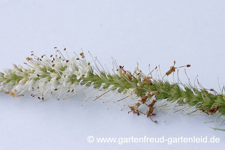 Veronicastrum virginicum – Virginischer Arzneiehrenpreis, Blütenstand