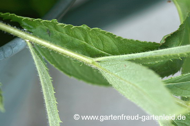 Veronicastrum virginicum – Virginischer Arzneiehrenpreis, Stängel