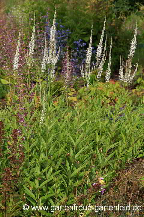 Veronicastrum virginicum – Virginischer Arzneiehrenpreis