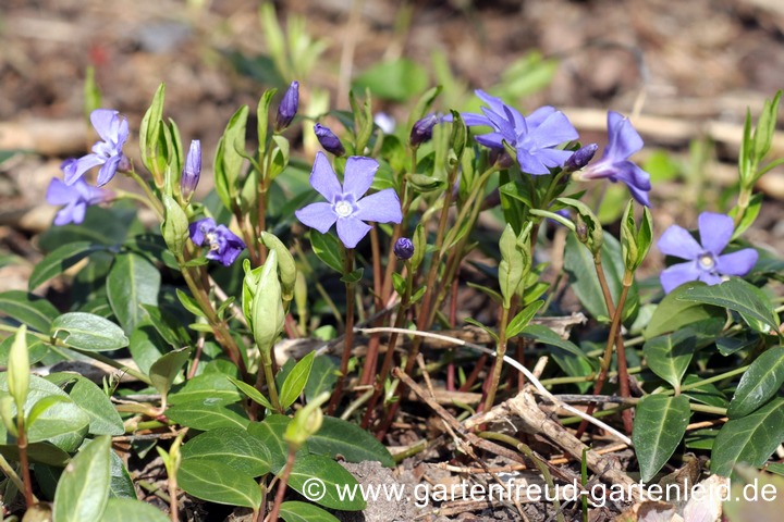 Vinca minor &ndash; Kleinbl&auml;ttriges oder Kleines Immergr&uuml;n