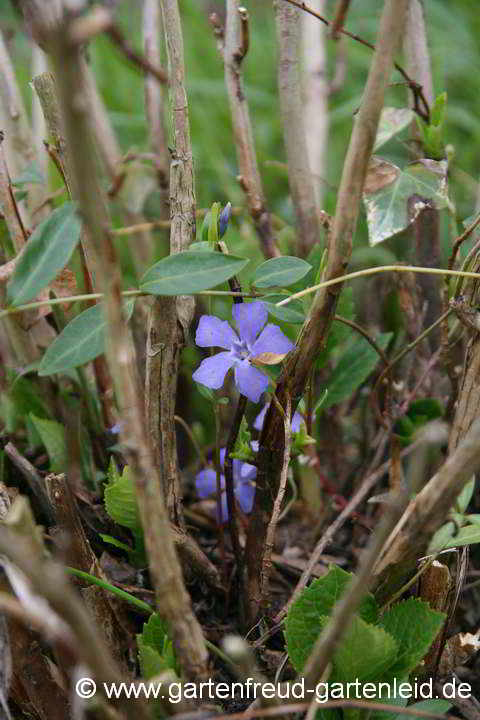 Vinca minor – Kleinblättriges Immergrün