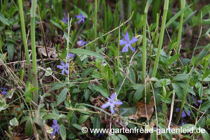 Vinca minor – Kleinblättriges Immergrün