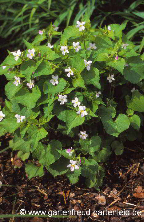 Viola canadensis var. rugulosa – Kanada-Veilchen