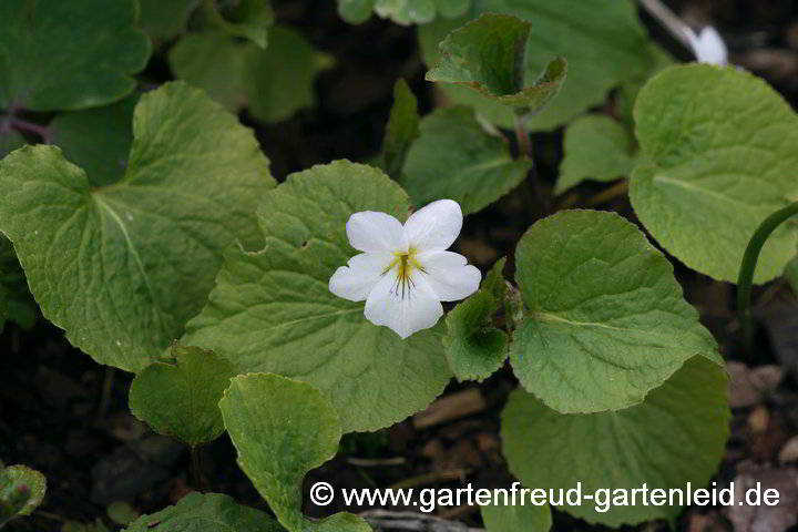 Viola canadensis var. rugulosa – Kanada-Veilchen