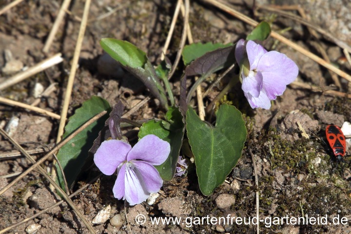 Viola jooi &ndash; Rum&auml;nisches Veilchen