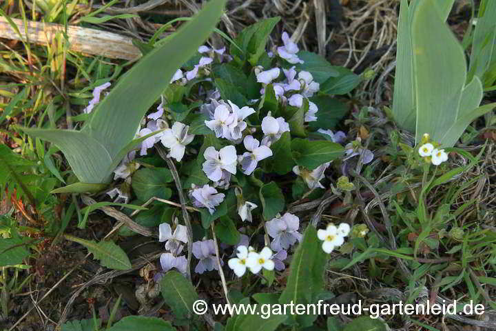 Viola jooi – Rumänisches Veilchen