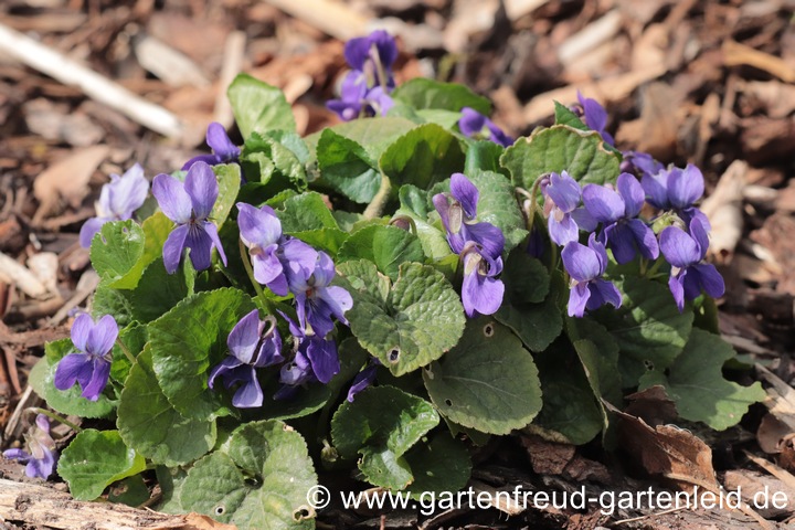 Viola odorata &ndash; Duft-Veilchen, Wohlriechendes Veilchen