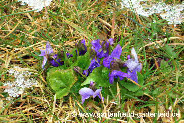 Viola odorata – März-Veilchen