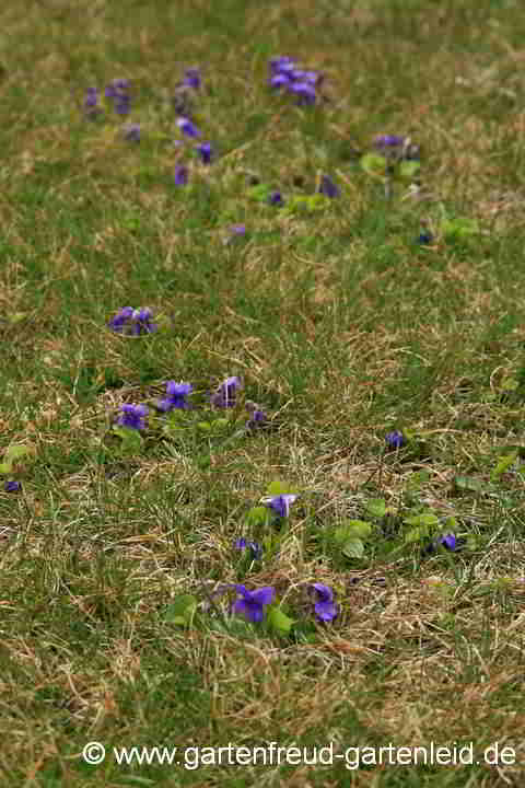 Viola odorata – Duft-Veilchen im Gras