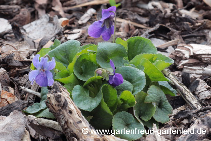 Viola odorata – Duft-Veilchen, Wohlriechendes Veilchen