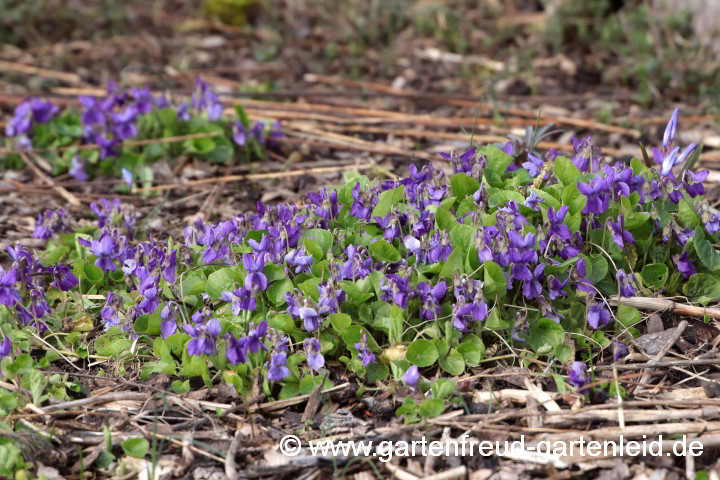 Viola odorata – März-Veilchen