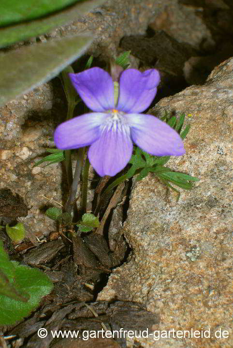 Viola pedatifida – Prärie-Veilchen