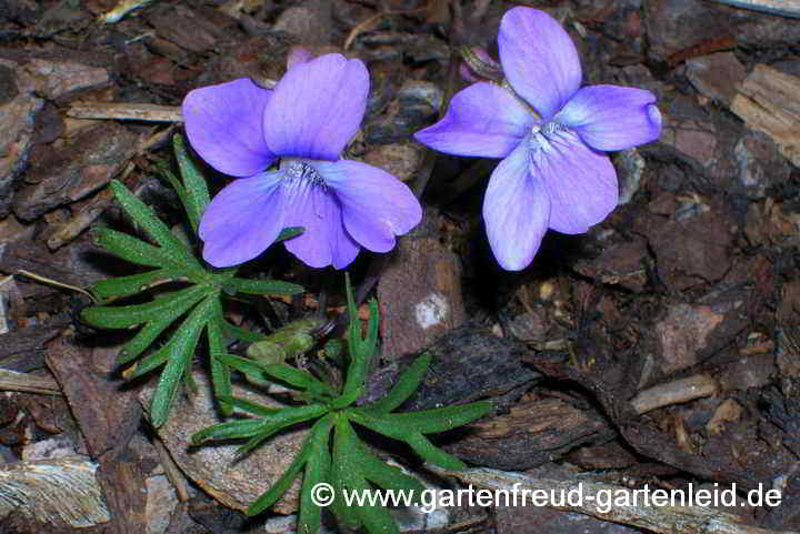 Viola pedatifida – Prärie-Veilchen