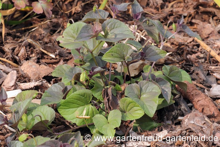 Viola riviniana Purpurea-Gruppe (Hain-Veilchen), zu sonniger Stand