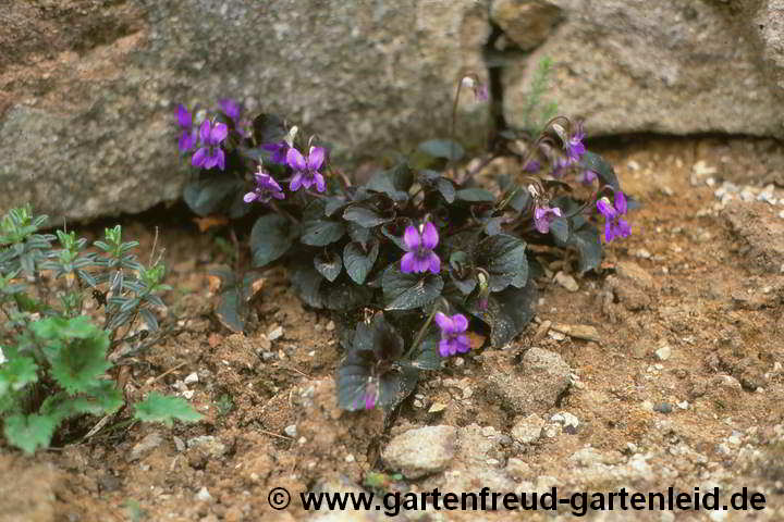 Viola riviniana Purpurea-Gruppe – Hain-Veilchen