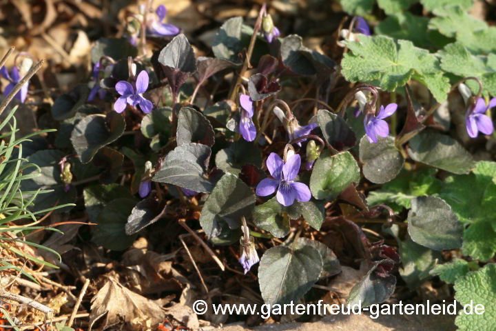 Viola riviniana Purpurea-Gruppe – Hain-Veilchen