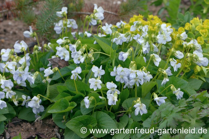 Viola sororia 'Freckles' &ndash; Pfingst-Veilchen