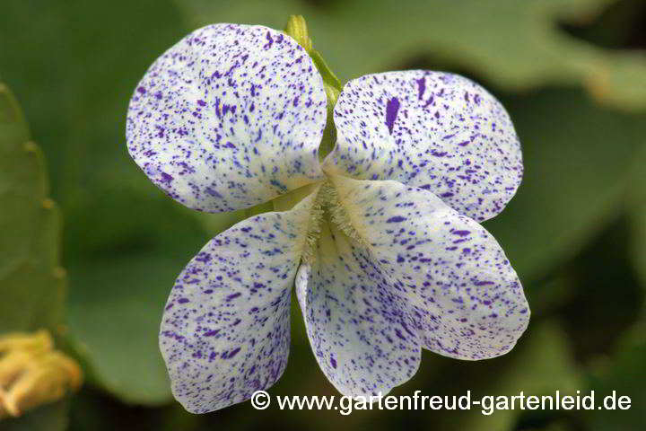 Viola sororia 'Freckles' – Pfingst-Veilchen