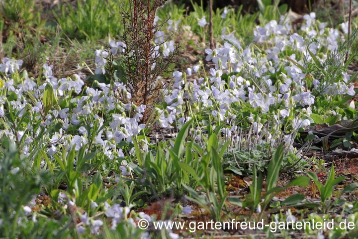 Viola sororia 'Freckles' &ndash; Pfingst-Veilchen