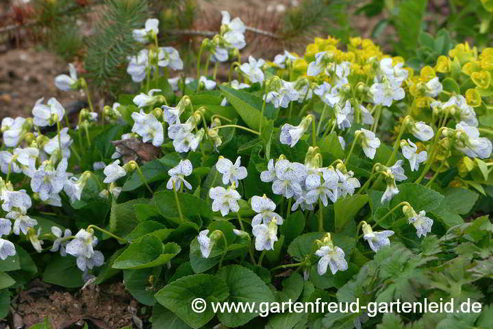 Viola sororia 'Freckles' – Pfingst-Veilchen