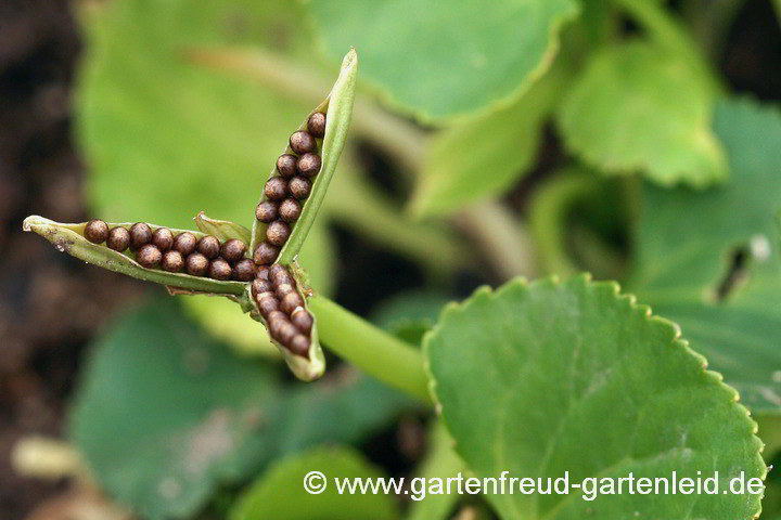 Viola sororia 'Freckles' (Pfingst-Veilchen) – aufgeplatzte Frucht