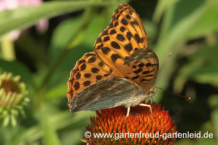 Kaisermantel auf Echinacea purpurea – Roter Scheinsonnenhut