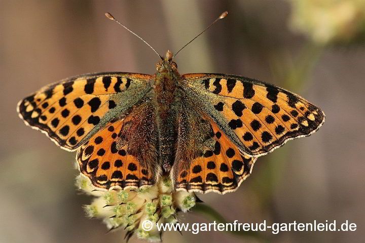 Kleiner Perlmutterfalter auf Cephalaria gigantea – Riesen-Schuppenkopf