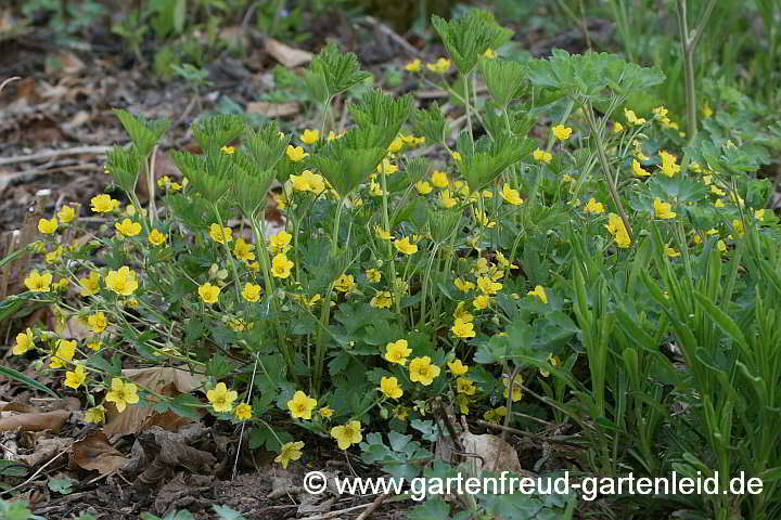 Waldsteinia geoides – Nelkenwurzähnliche Waldsteinie