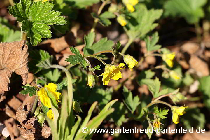 Waldsteinia geoides – Nelkenwurzähnliche Waldsteinie