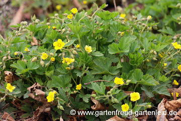 Waldsteinia geoides – Nelkenwurzähnliche Waldsteinie