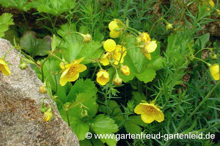 Waldsteinia ternata – Dreiblättrige Waldsteinie, Golderdbeere