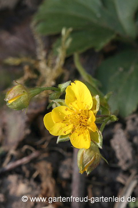 Waldsteinia ternata – Golderdbeere, Blüte