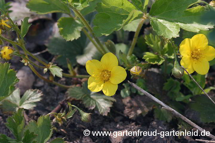 Waldsteinia ternata – Dreiblättrige Waldsteinie, Golderdbeere