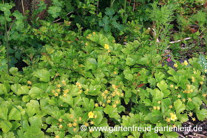 Waldsteinia ternata – Golderdbeere