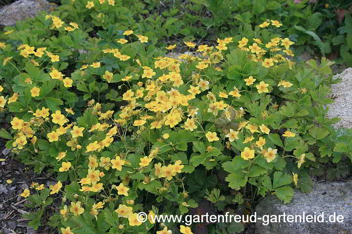 Waldsteinia ternata – Dreiblättrige Waldsteinie, Golderdbeere