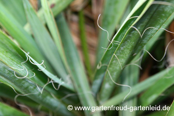 Yucca filamentosa – Fädige Palmlilie