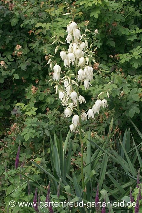 Yucca filamentosa – Fädige Palmlilie