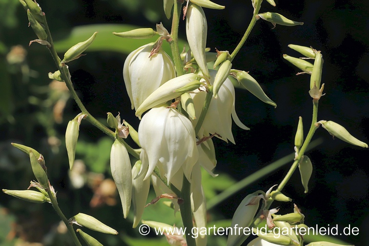 Yucca filamentosa – Fädige Palmlilie, Blüten