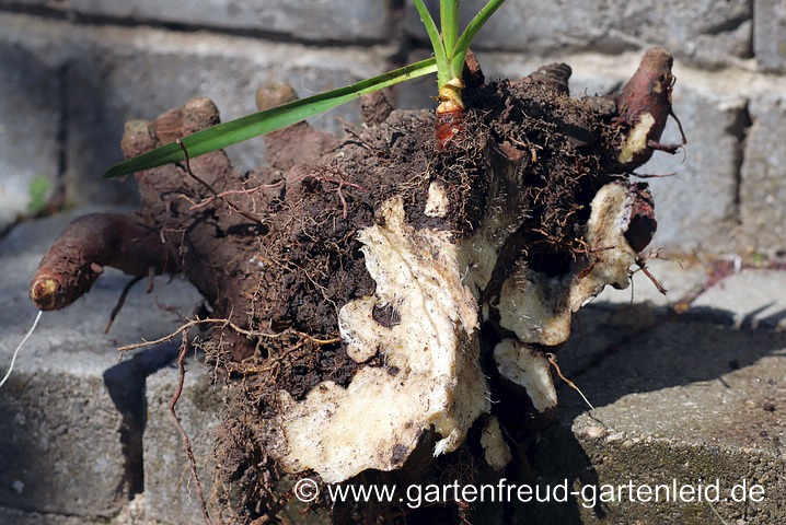 Yucca filamentosa – Fädige Palmlilie, Wurzel