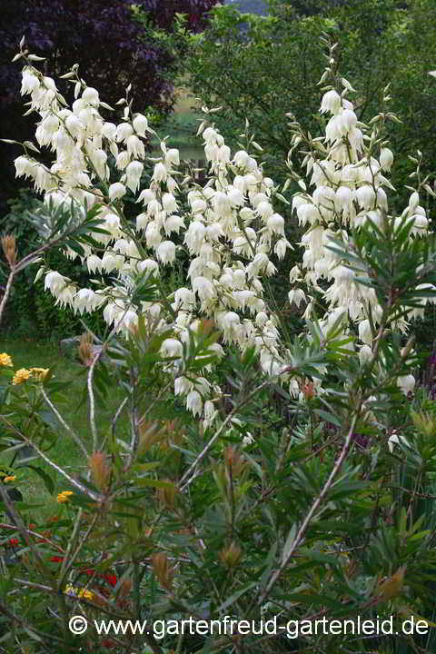 Yucca filamentosa – Fädige Palmlilie