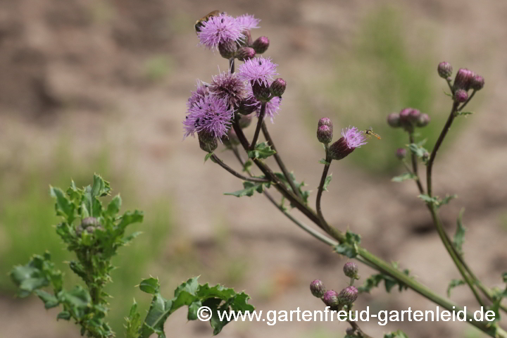 Acker-Kratzdistel – Cirsium arvense