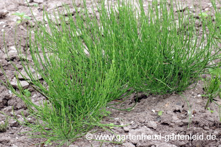 Equisetum arvense – Acker-Schachtelhalm