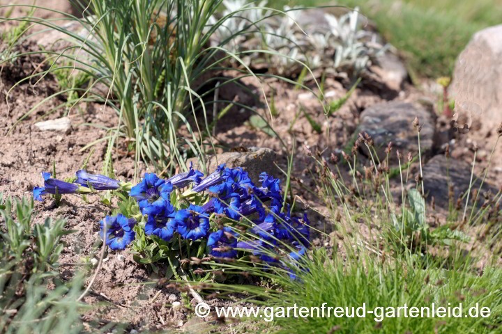 Gentiana acaulis (Silikat-Glocken-Enzian) – bevorzugt sauren Boden