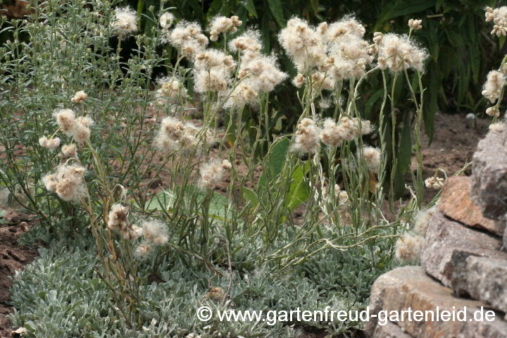 Antennaria dioica (Gewöhnliches Katzenpfötchen) mit Fruchtschmuck