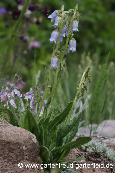 Die zweijährige Campanula barbata (Bärtige Glockenblume) braucht sauren Boden