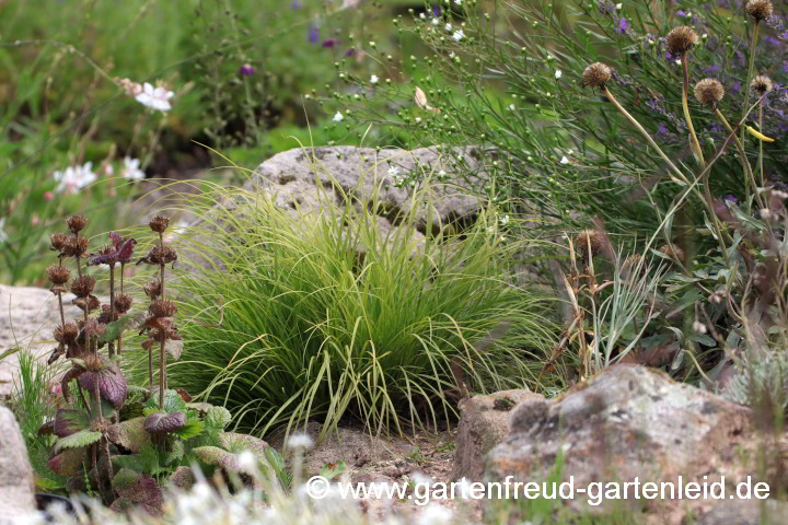 Carex montana (Berg-Segge)