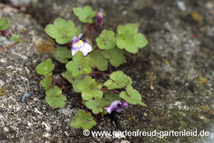 Cymbalaris muralis – Mauer-Zimbelkraut