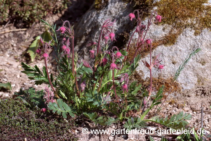 Geum triflorum – Prärie-Nelkenwurz