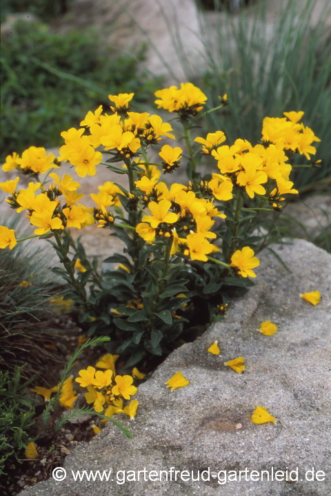 Linum capitatum 